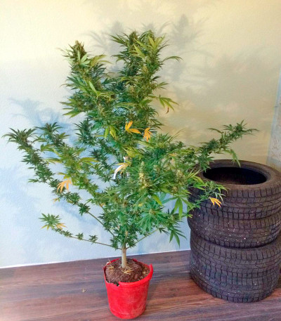 Семена сорта Wild Thailand fem (World of Seeds)