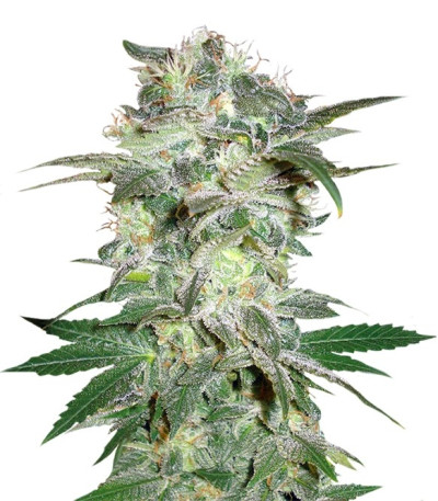 Семена сорта Mazar Kush fem (World of Seeds)