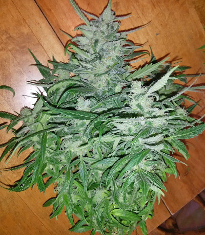 Семена сорта Doctor’s Choice #1 Auto fem