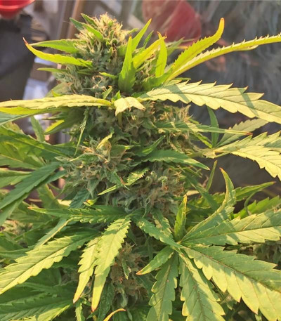 Семена сорта Incredible Bulk fem (Dr. Krippling Seeds)