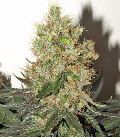 Семена сорта Smile fem (Kannabia Seed Company)