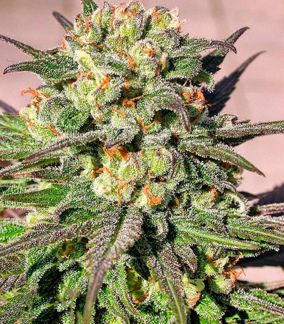 Семена сорта Warlock reg (Serious Seeds)