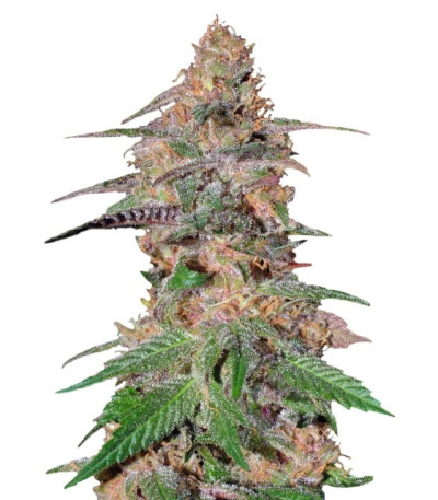 Семена сорта Da Purps reg