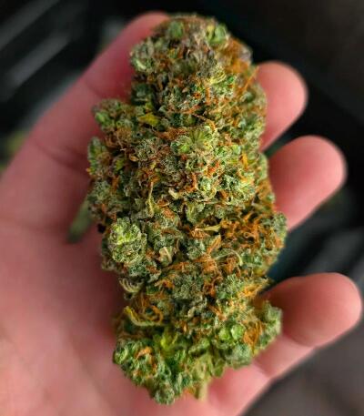 Семена сорта Bubble Gummy Auto fem (Ethos Genetics)