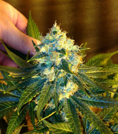 Семена сорта Jack Herer fem (Vision Seeds)