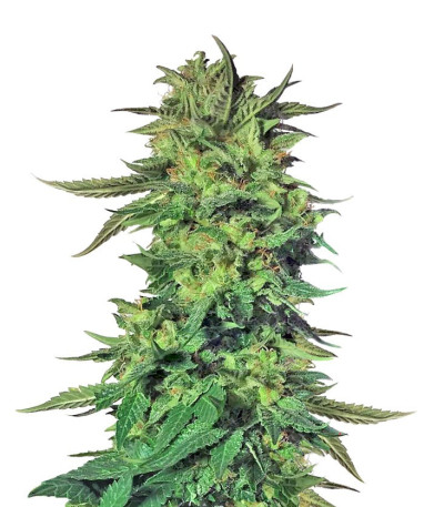 Семена сорта LSD fem (Семяныч)