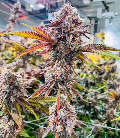 Семена сорта Marshmallow OG fem (Compound Genetics)