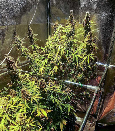 Семена сорта Taison Auto fem (VIP seeds)