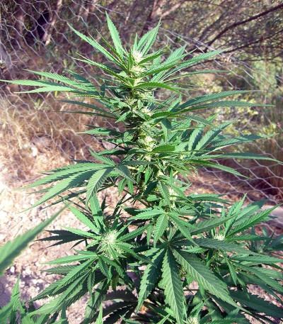 Семена сорта Channel + fem