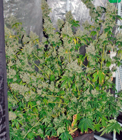 Семена сорта K-Train fem (Green House Seeds)