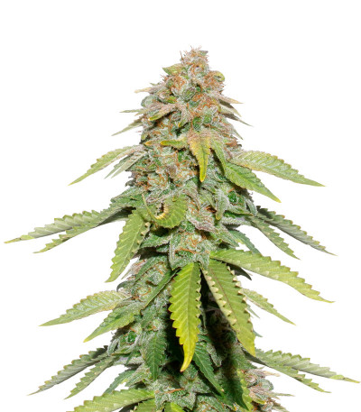 Семена сорта Monster Moby (Monster Genetics)