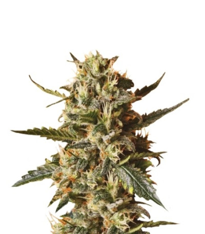 Семена сорта Bubblegum XL fem (Royal Queen Seeds)