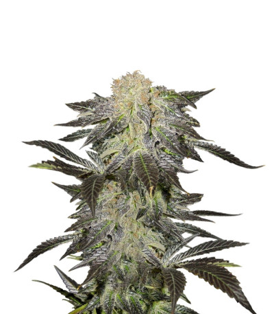 Семена сорта Mendocino Madness reg