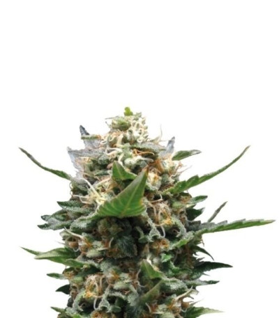 Семена сорта Royal Medic CBD fem (Royal Queen Seeds)