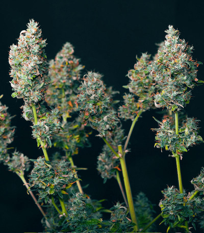 Семена сорта Big Satana Auto fem (Семяныч)