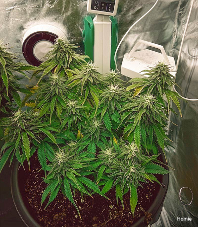 Семена сорта Dos-Vi-Dos Auto fem (Семяныч)