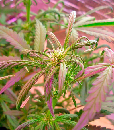 Семена сорта Kush-N-Cheese Autoflowering fem