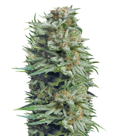 Семена сорта Patagonia Auto fem (Trikoma Seeds)