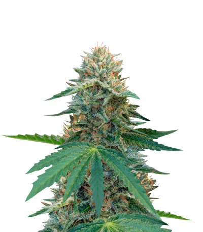 Семена сорта Fast Flowering OGKZ fem (Humboldt Seeds)