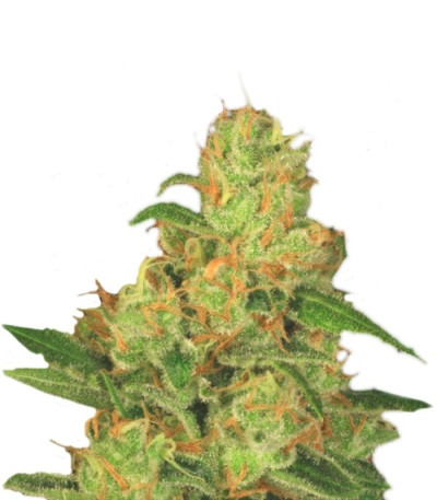 Семена сорта Auto Acid fem (Paradise Seeds)