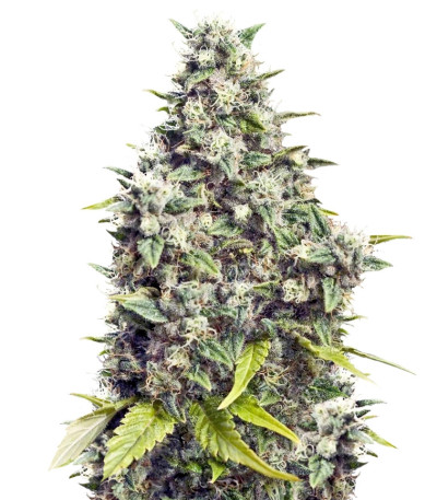 Семена сорта Grapefruit fem (Female Seeds)