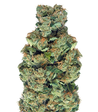 Семена сорта Sour Diesel (Sativa's Sour Diesel) fem