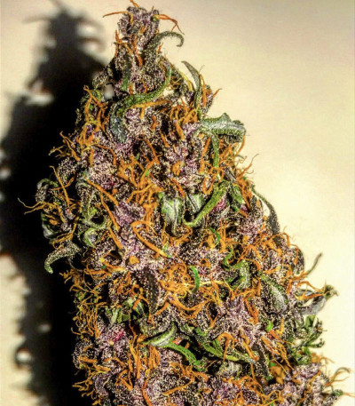 Семена сорта C4 auto fem