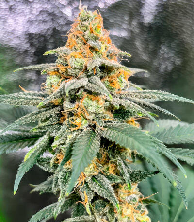 Семена сорта Garlic Cookies fem