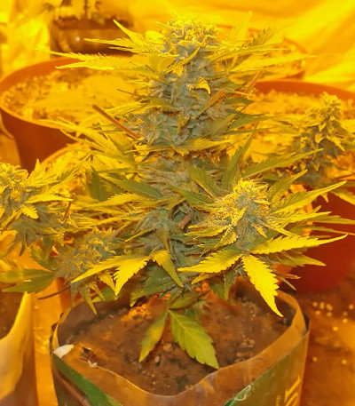 Семена сорта Lowryder Auto reg (Doctor’s Choice)