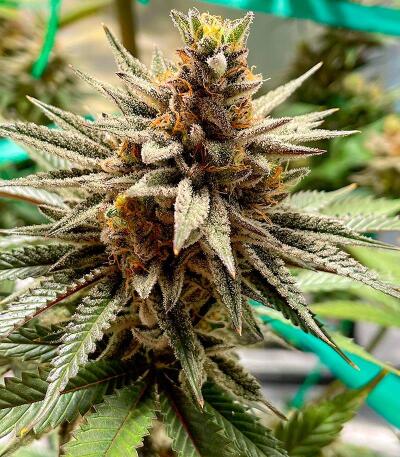 Семена сорта Punchberry Cookies RBX fem (Ethos Genetics)