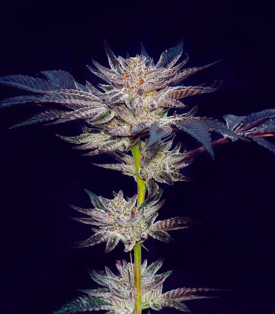 Семена сорта Slipstream fem (Compound Genetics)