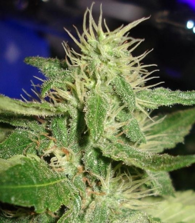 Семена сорта White Rhino fem (Green House Seeds)