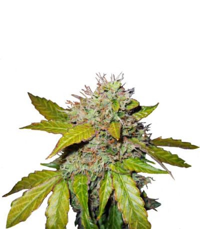 Семена сорта Northern Lights Automatic fem (Nirvana Seeds)