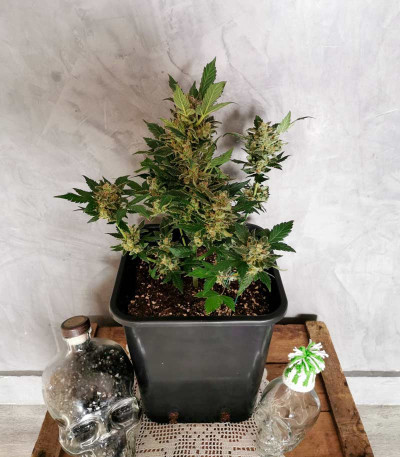 Семена сорта Super Lemon Haze Auto fem (Green House Seeds)