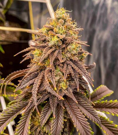 Семена сорта Punchberry Cookies RBX fem (Ethos Genetics)