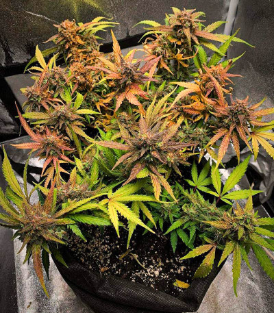 Семена сорта Tangie Auto fem