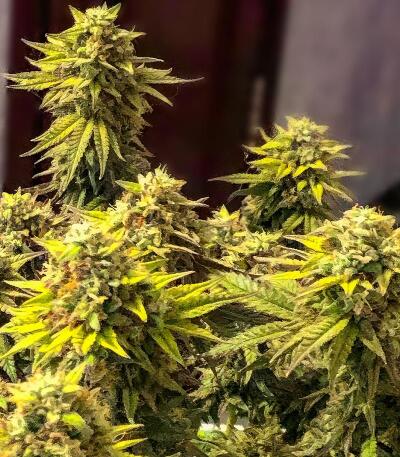 Семена сорта Watermelon Zum Zum fem (UKHTA)