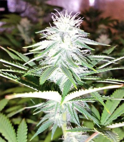 Семена сорта Zkittzy Gorilla fem (Original Sensible Seeds)