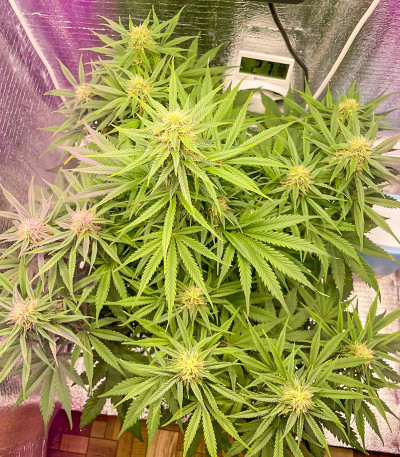 Семена сорта Big Satana Auto fem (Семяныч)