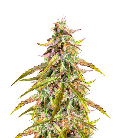 Семена сорта West Coast O.G. Auto fem (FastBuds)
