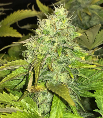 Семена сорта American Pie fem (Pyramid Seeds)