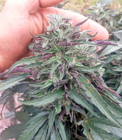 Семена сорта Bubba’s Gift fem (Humboldt Seeds)