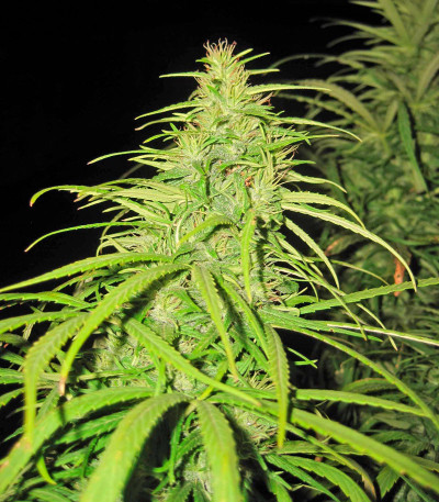 Семена сорта Dr. Grinspoon fem