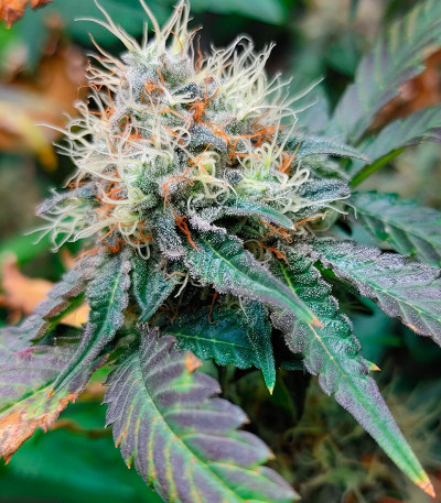 Семена сорта Strawberry OG Cookies R1 fem (Ethos Genetics)