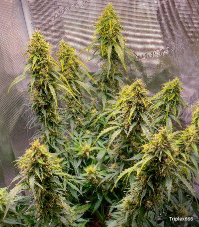 Семена сорта CBD Auto 20:1 fem (FastBuds)