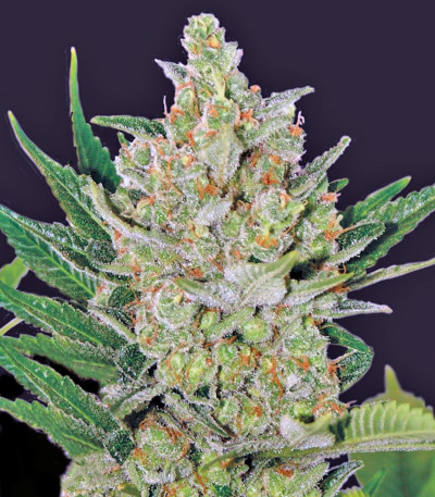 Семена сорта Blueberry Cheese Auto fem (Barney's Farm)