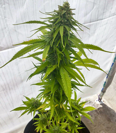 Семена сорта Deep Mandarine CBD fem (Delicious Seeds)