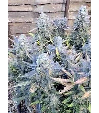 Семена сорта Sweet Zenzation XL Auto fem (Sweet Seeds)