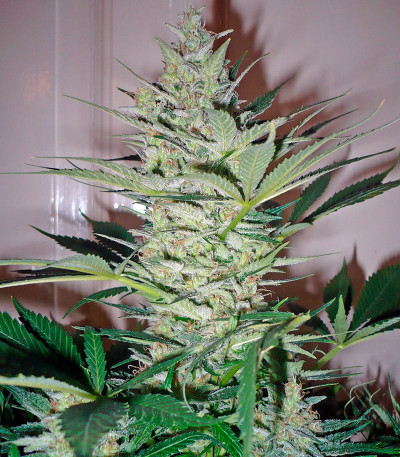 Семена сорта AK-47 fem (Serious Seeds)