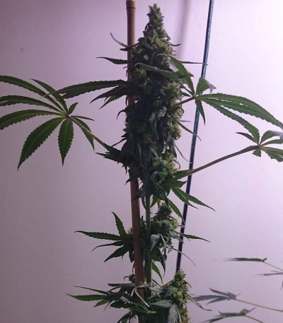 Семена сорта Bona Dea CBD+ fem (Vision Seeds)